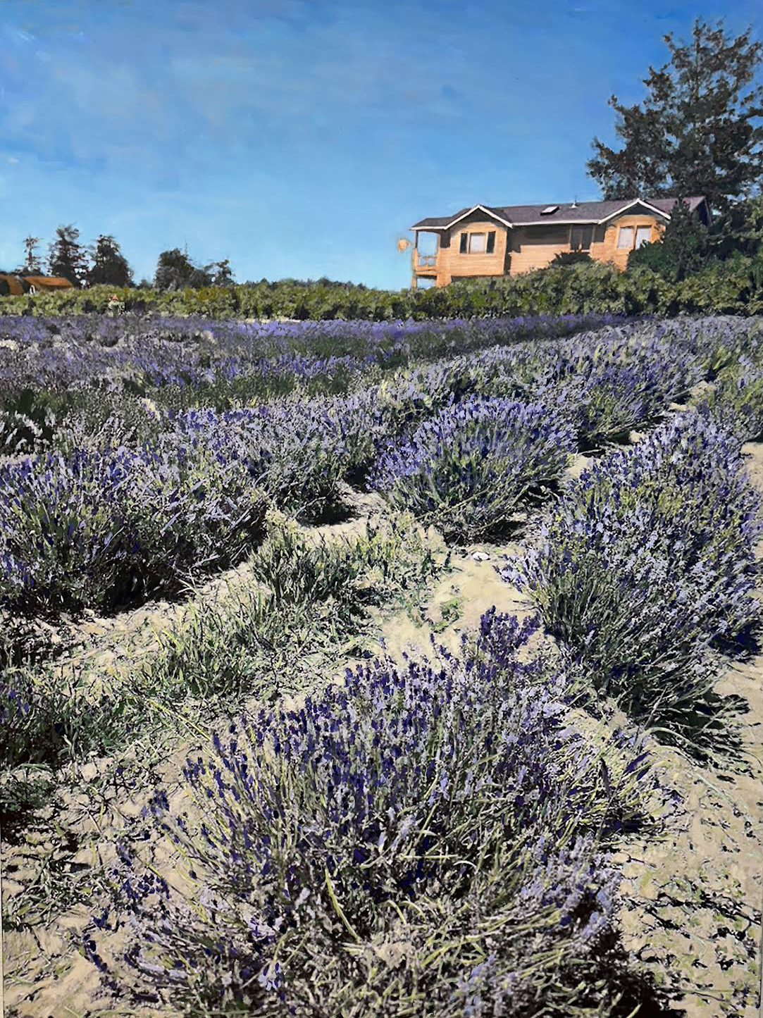 Marjorie-MoskowitzWhidbey-Lavender-48-x-36