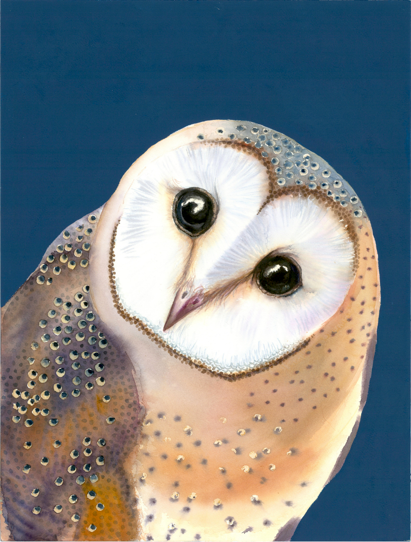 Barn-owl-A1-elodie-gueguen-teil