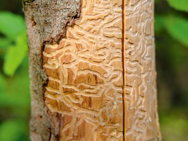 Maze-of-the-Mind-details