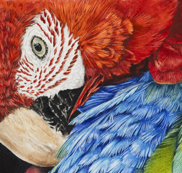 TROPICAL-MAGESTY_OUT-THE-DARKNESS_detail