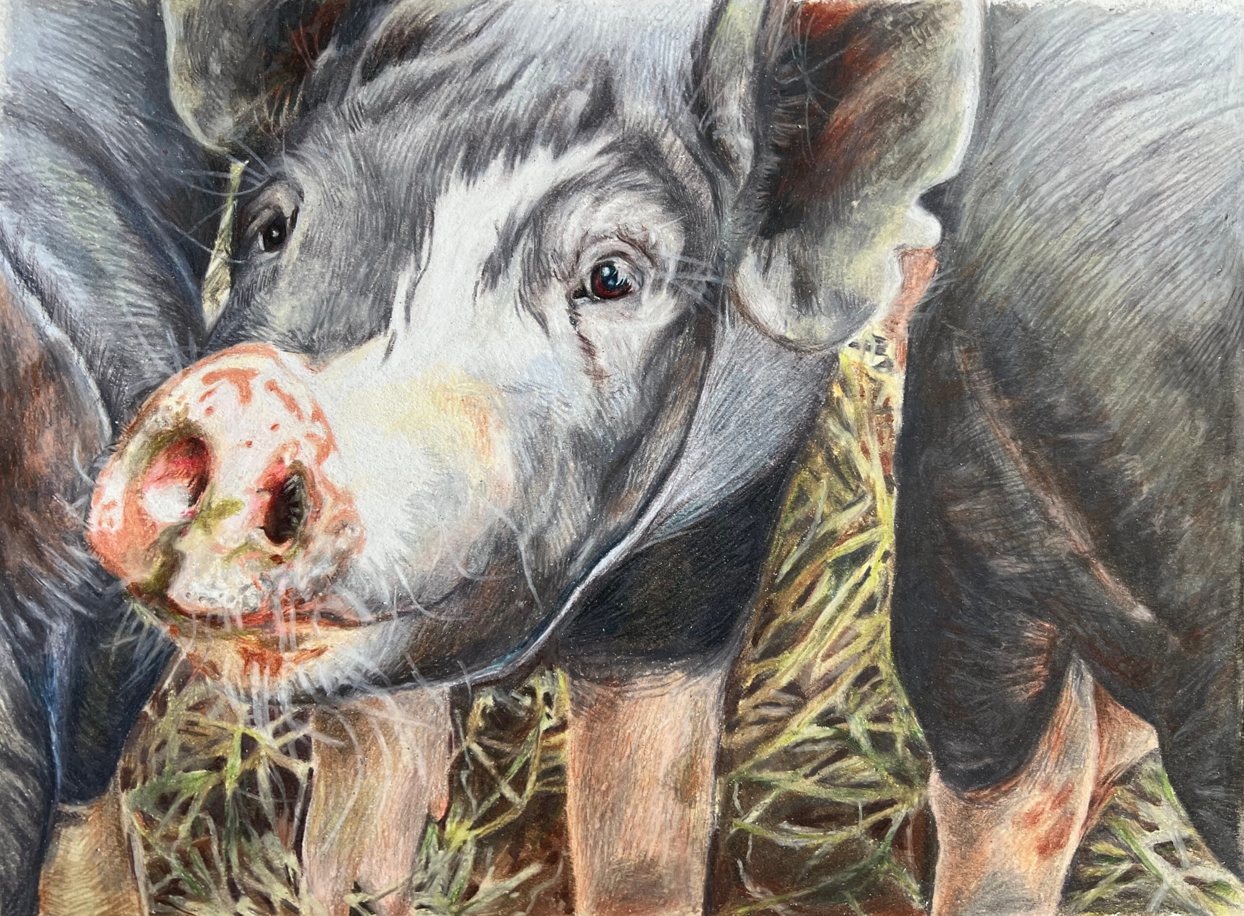 Emily_Paul_Farm_Pigs