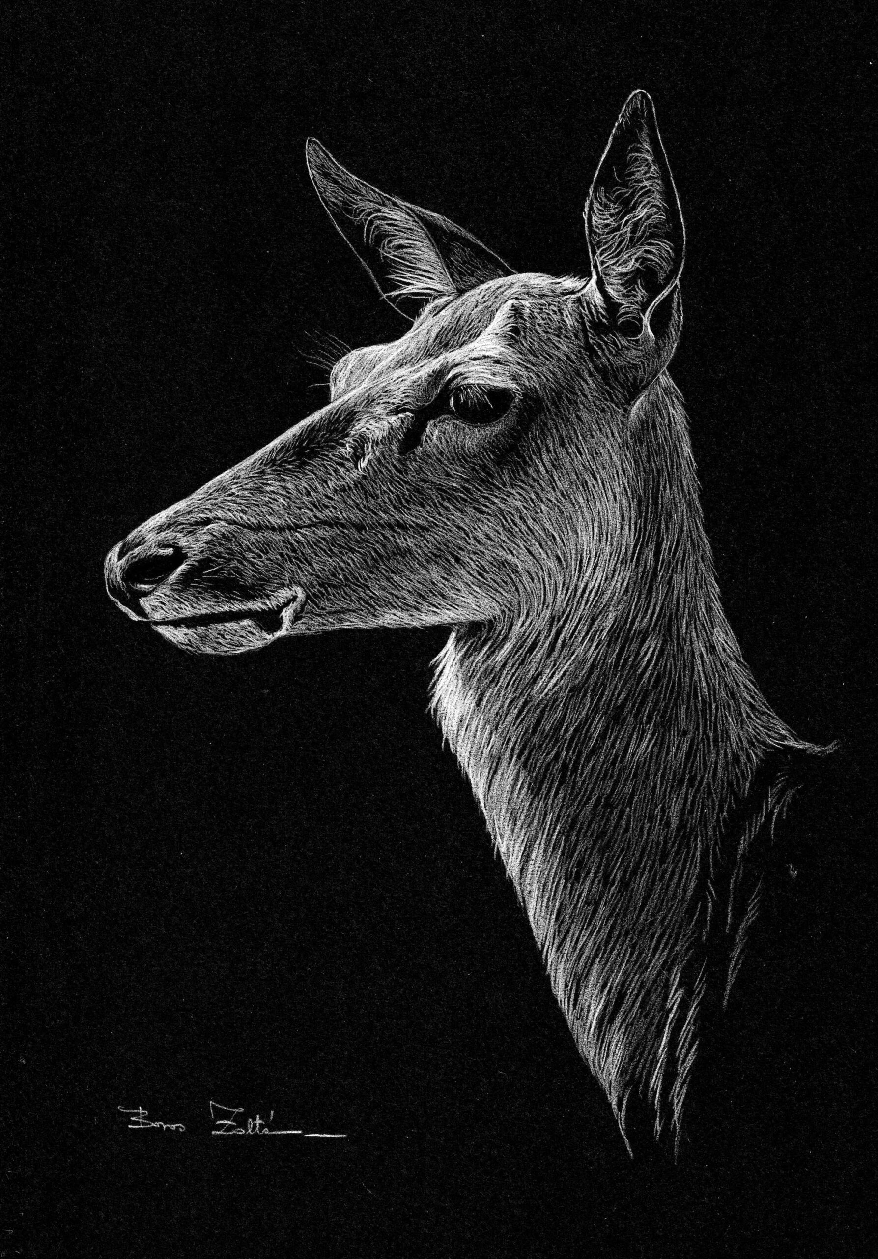 red_deer_hind_Zoltan_Boros